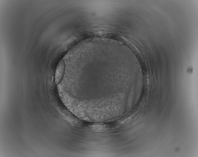 X0000094440615200711291637