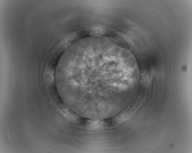 X0000094440621200711291637