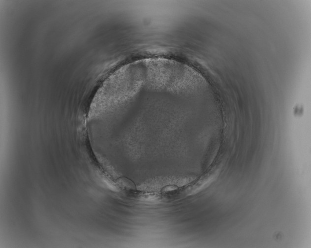 X0000094440624200711291637