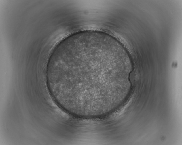 X0000094440625200711291636