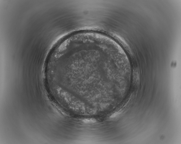 X0000094440628200711291636