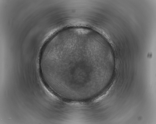 X0000094440629200711291636