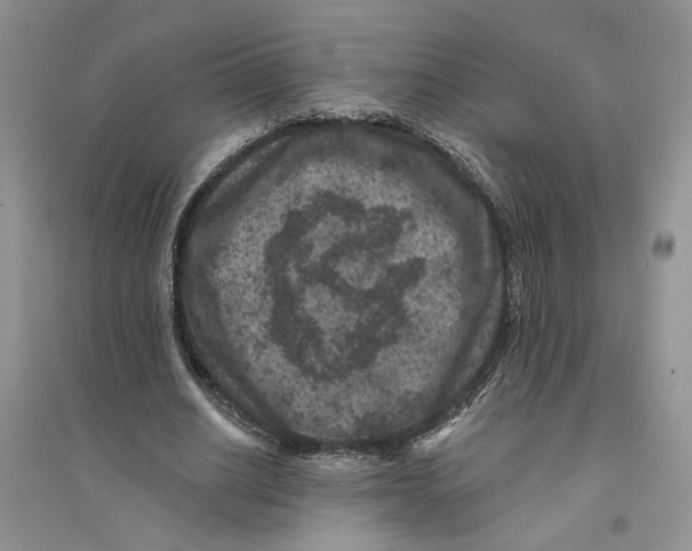 X0000094440630200711291636