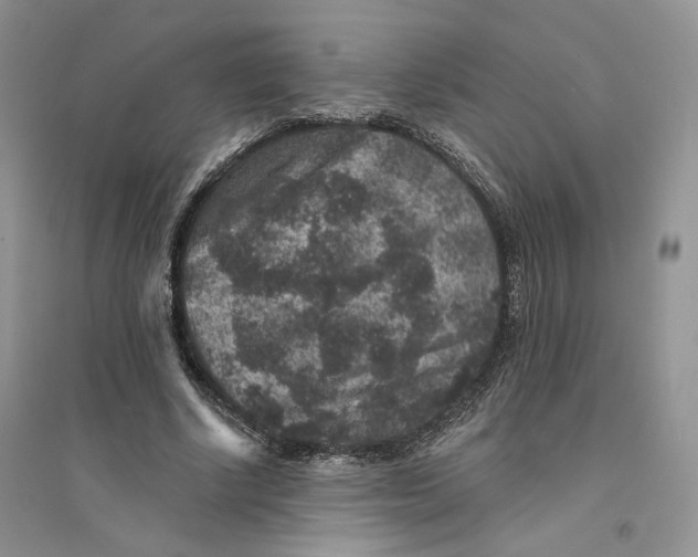 X0000094440634200711291637