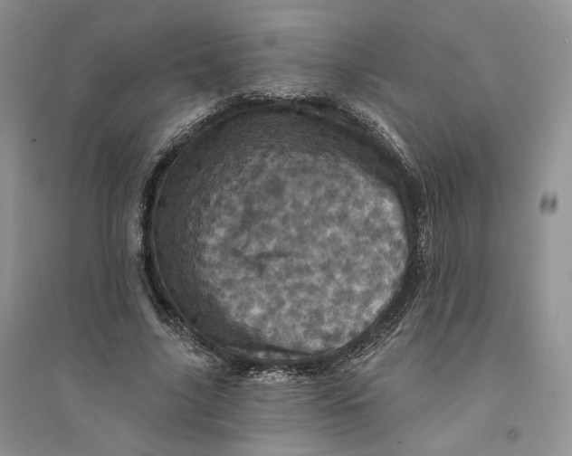 X0000094440635200711291637