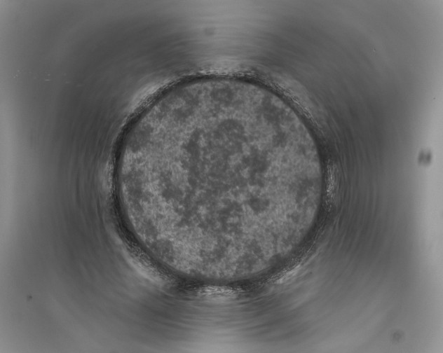 X0000094440636200711291637