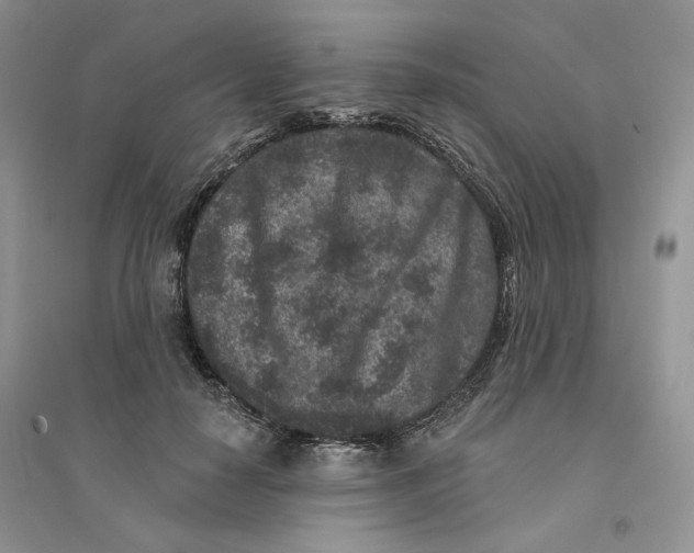 X0000094440650200711291637