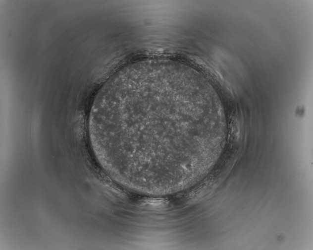 X0000094440659200711291637