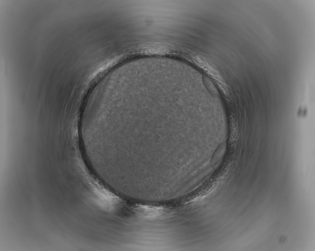 X0000094440681200711291636