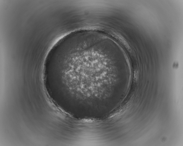 X0000094440724200711291635