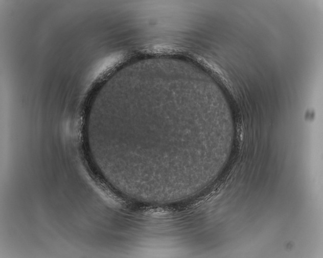 X0000094440735200711291635