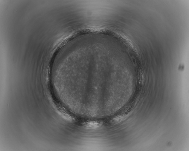 X0000094440740200711291635