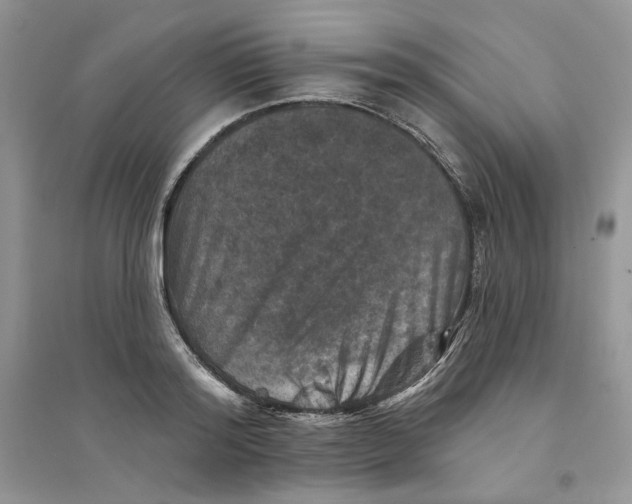 X0000094440796200711291634