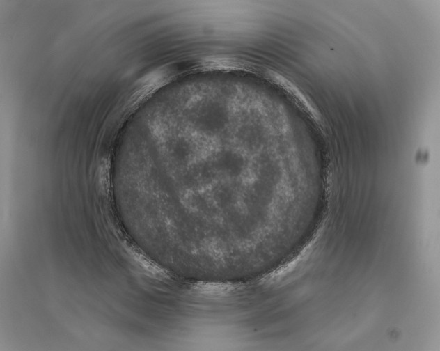 X0000094440825200711291634