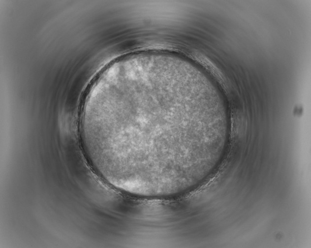 X0000094440828200711291634