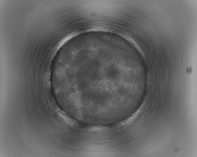 X0000094440830200711291634