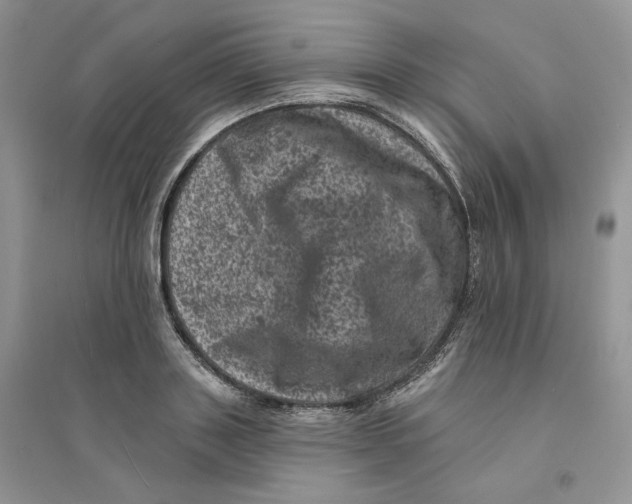 X0000094440843200711291634