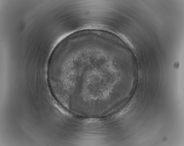 X0000094440846200711291634