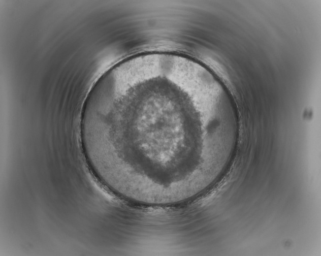 X0000094440850200711291634