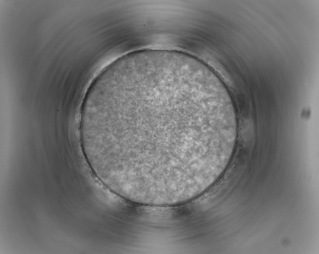 X0000094440856200711291634