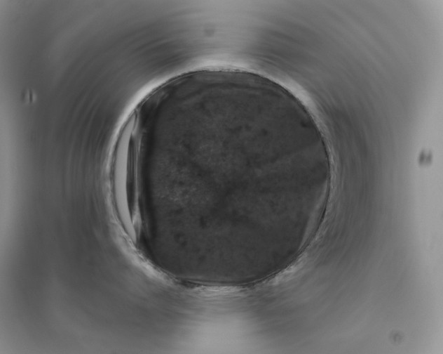 X0000094440864200711291634