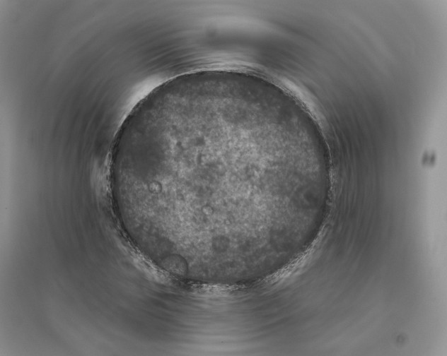 X0000094440875200711291633