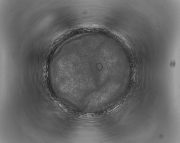 X0000094440966200711291632