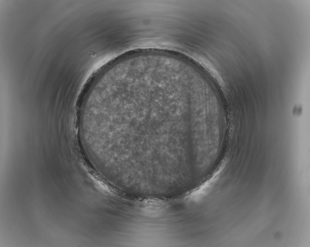 X0000094440974200711291631