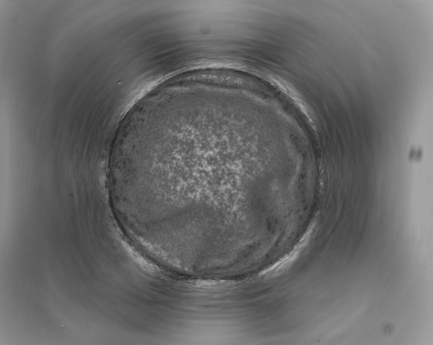 X0000094440985200711291631