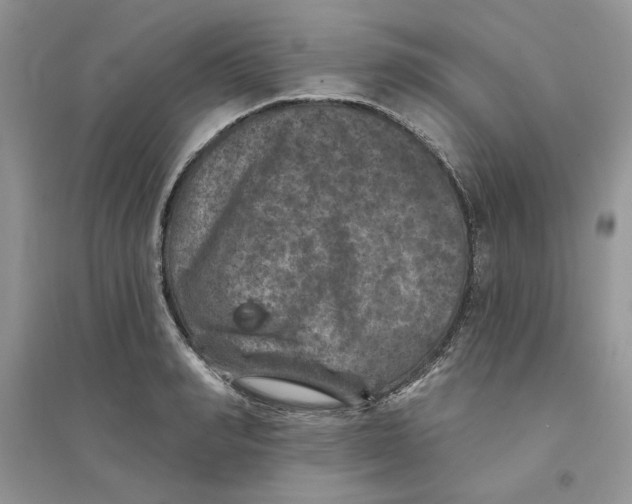 X0000094440990200711291631