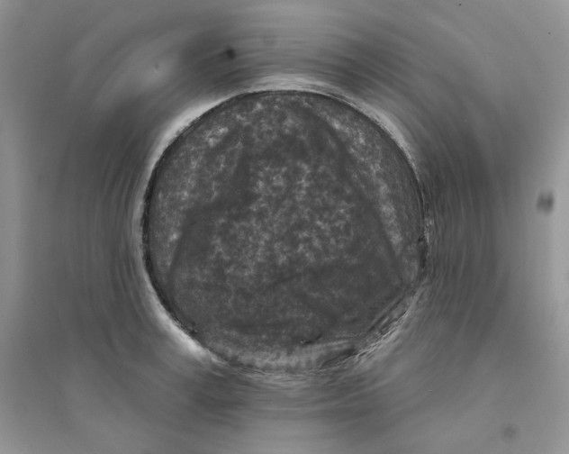 X0000094440995200711291631