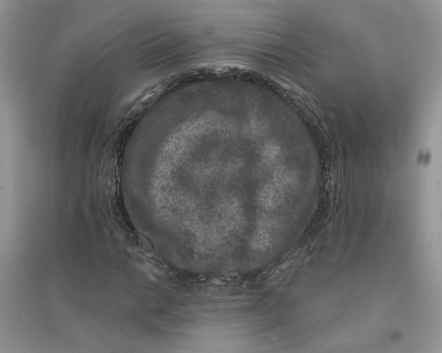 X0000094441014200711291630