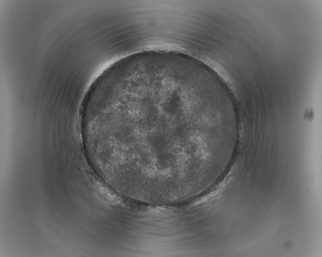 X0000094441022200711291630