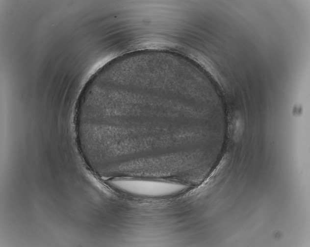 X0000094441026200711291631