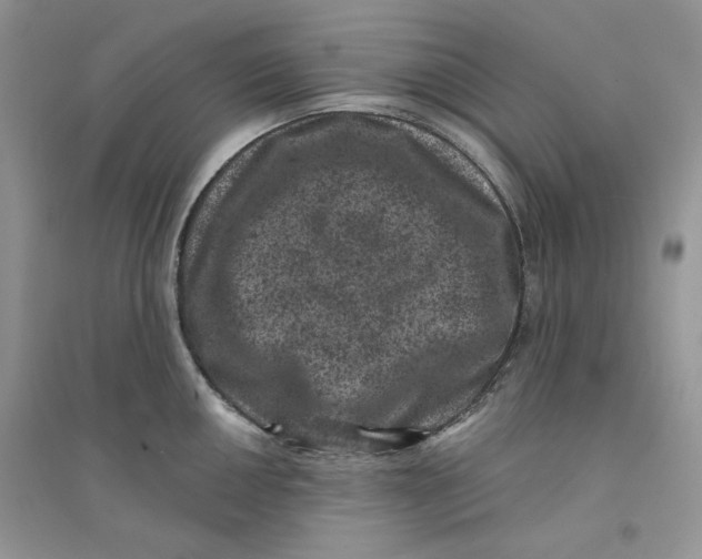 X0000094441050200711291631