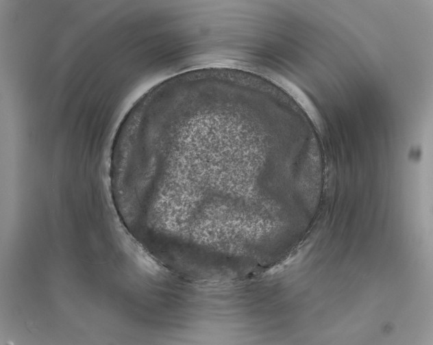 X0000094441051200711291631