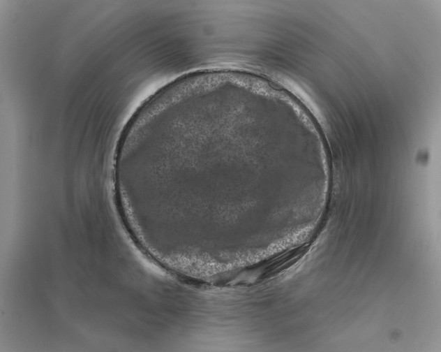 X0000094441093200711291630