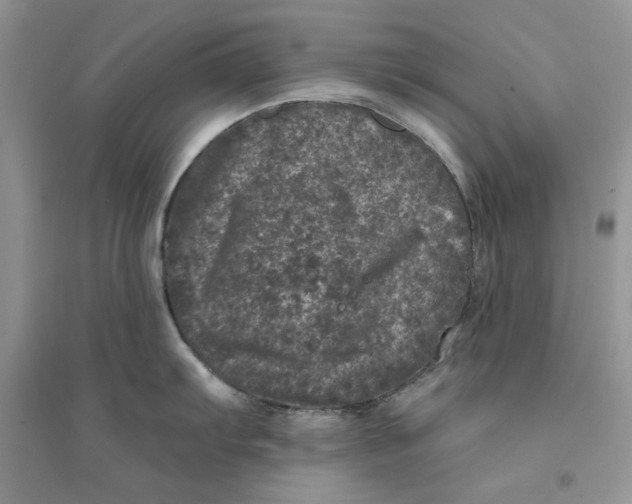 X0000094441103200711291630