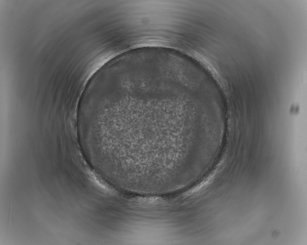 X0000094441129200711291629