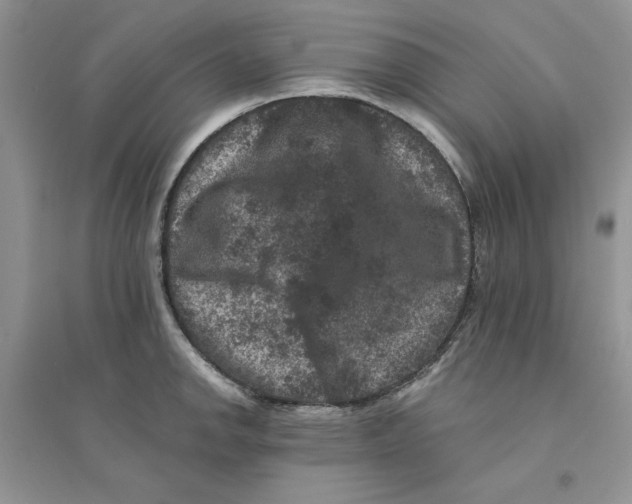 X0000094441142200711291629