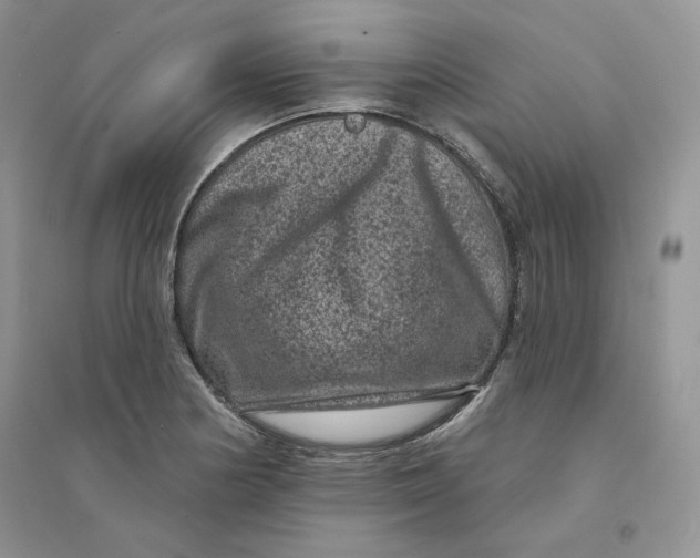 X0000094441178200711291629