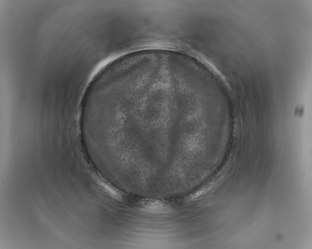 X0000094441222200711291628