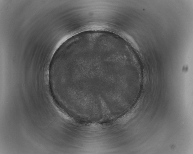 X0000094441226200711291628