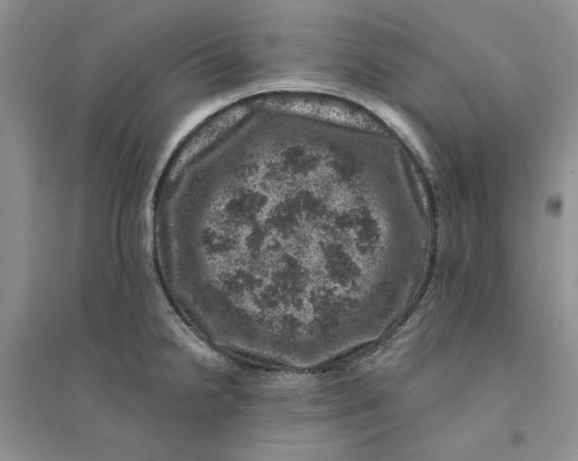 X0000094441238200711291628