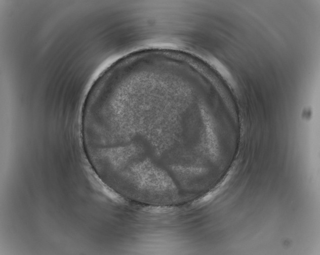 X0000094441240200711291628