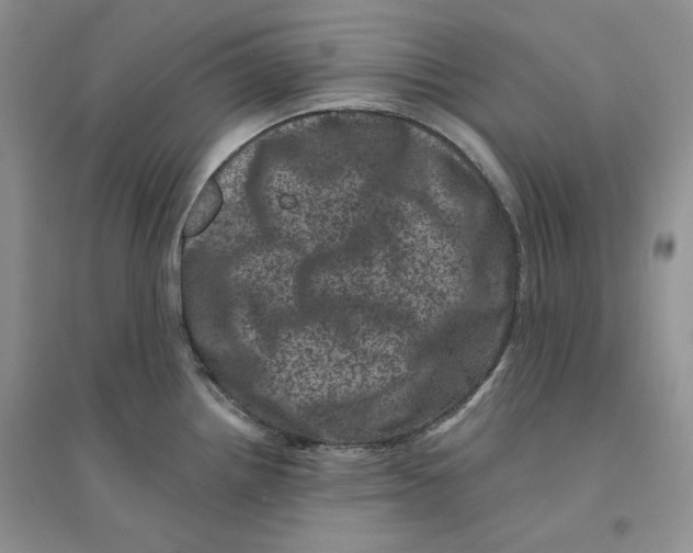 X0000094441242200711291628