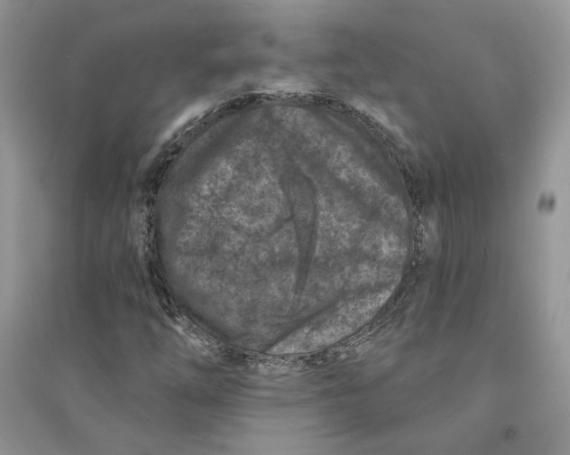 X0000094441254200711291628