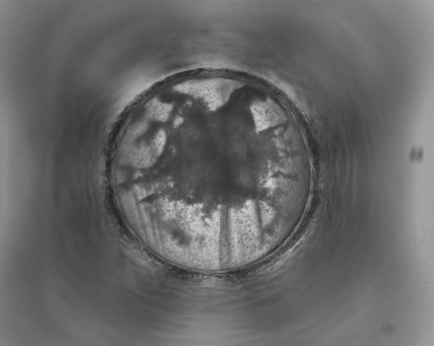 X0000094441263200711291627