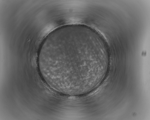 X0000094441265200711291627