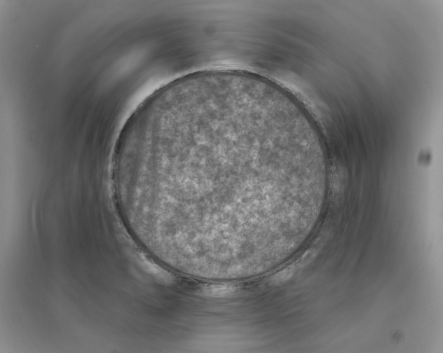 X0000094441278200711291627